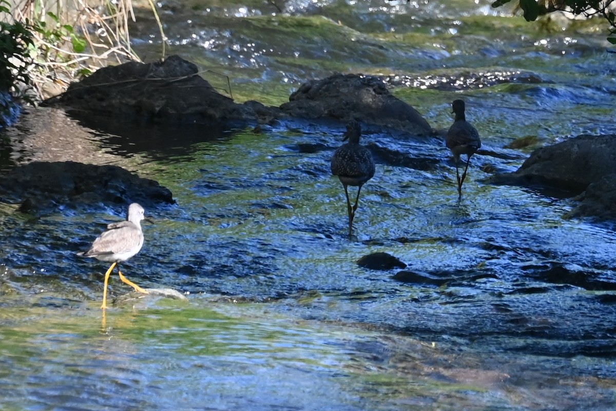 Lesser Yellowlegs - ML625586413