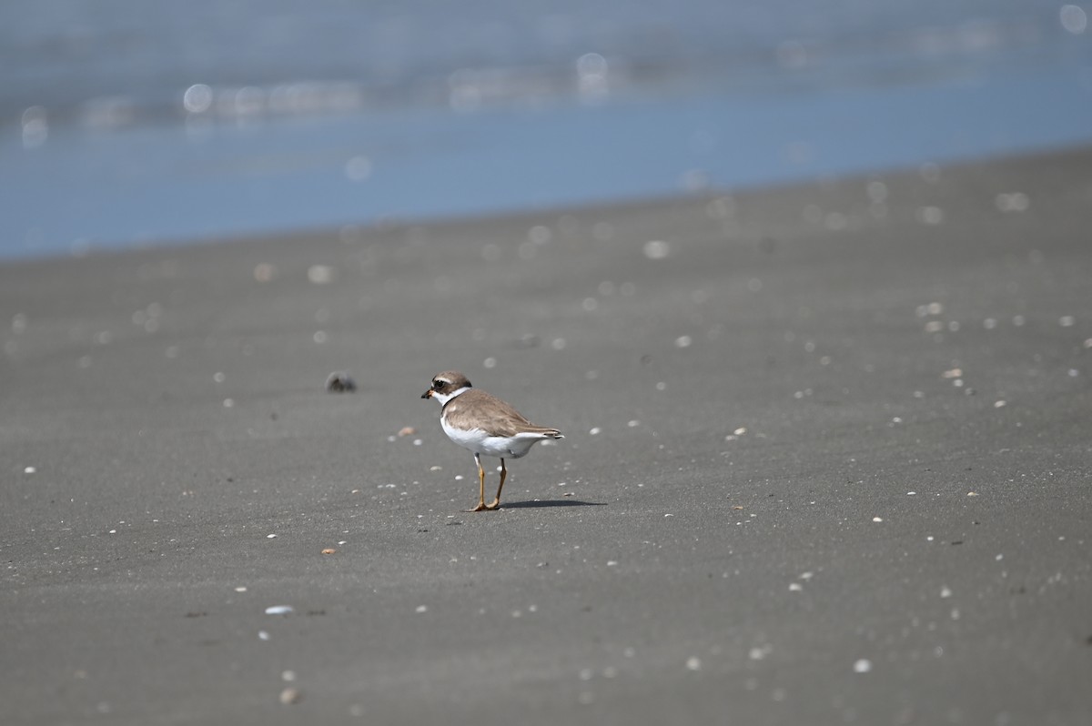 Semipalmated Plover - ML625586446