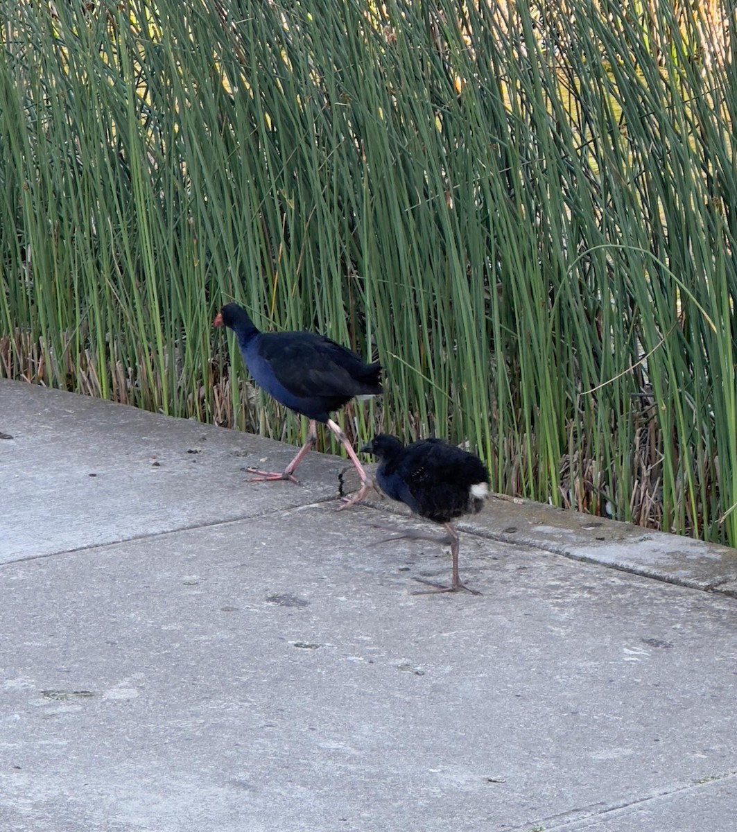 Australasian Swamphen - ML625586525