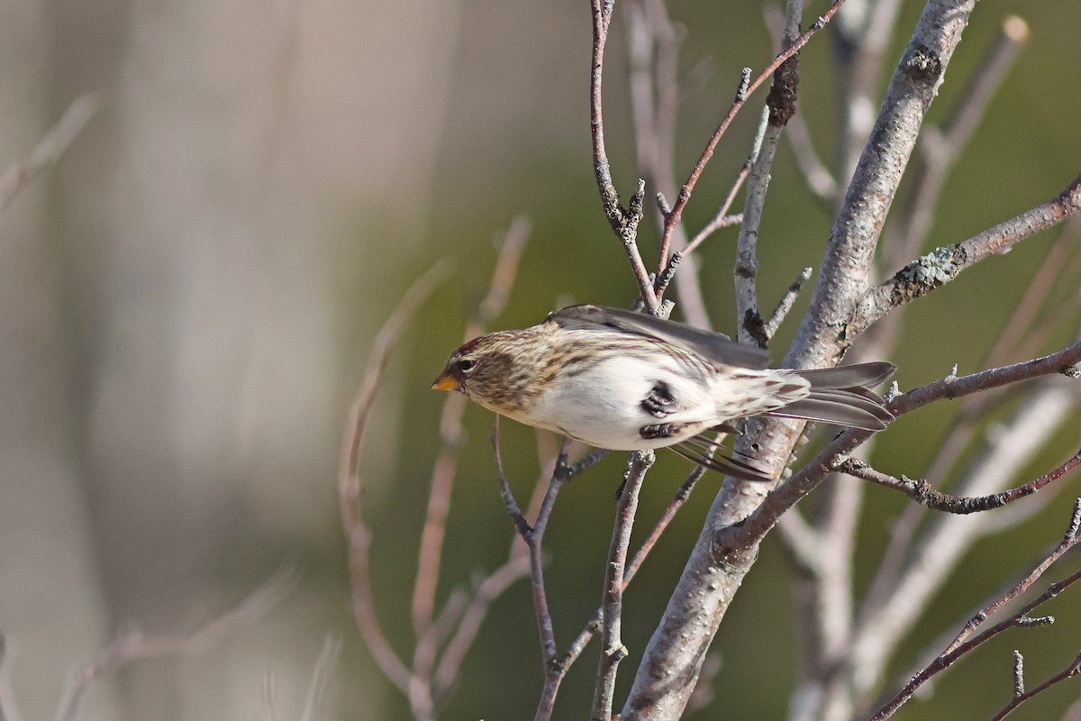 Redpoll - ML625586534