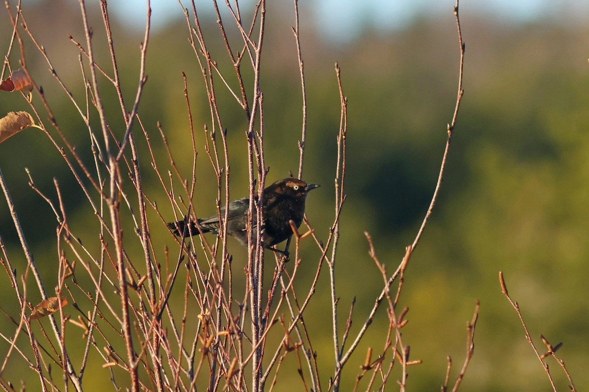 Rusty Blackbird - ML625586543