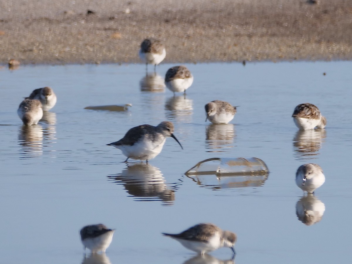 Curlew Sandpiper - ML625586559