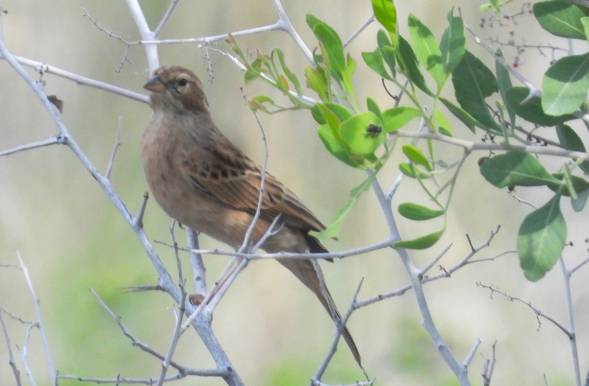 Lark-like Bunting - Morten Winther Dahl