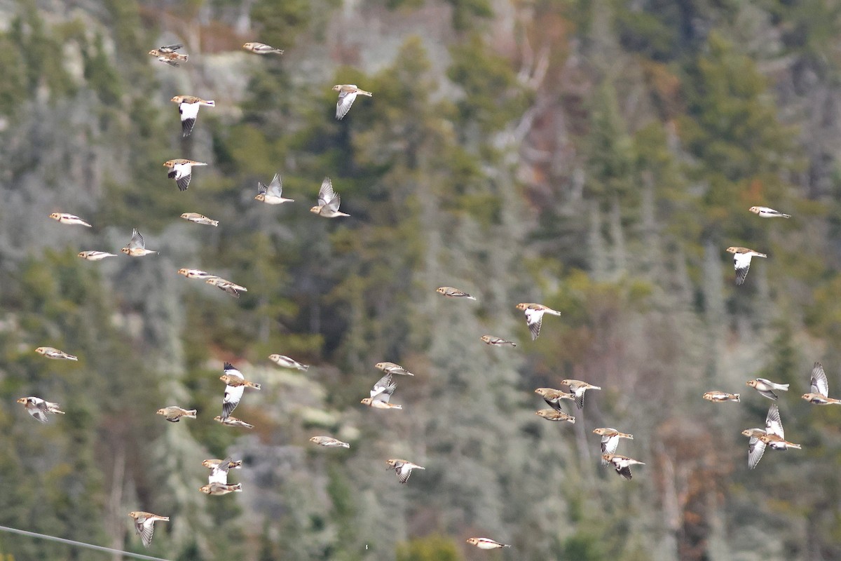 Snow Bunting - ML625586630