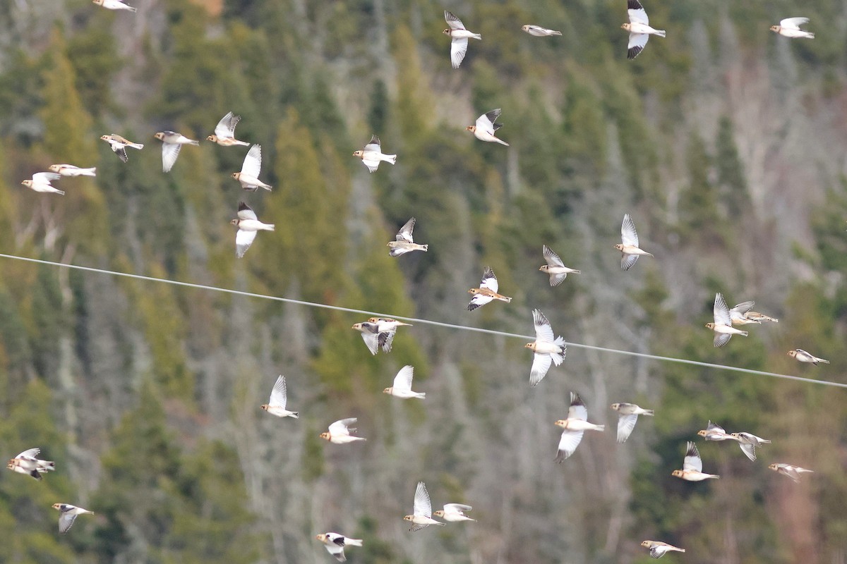 Snow Bunting - ML625586631