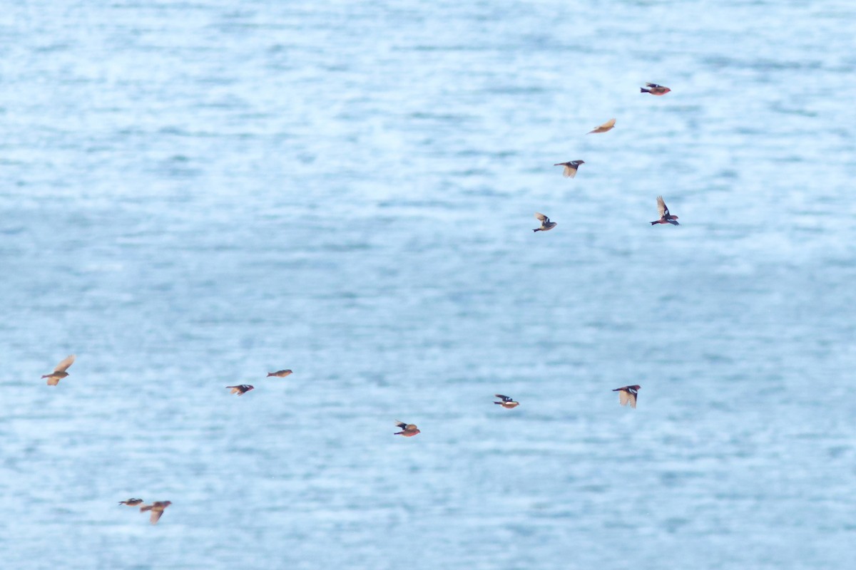 White-winged Crossbill - ML625586636