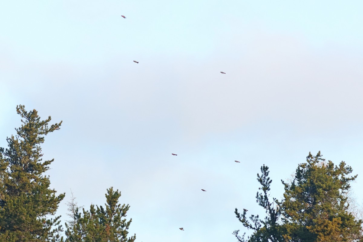 White-winged Crossbill - ML625586654