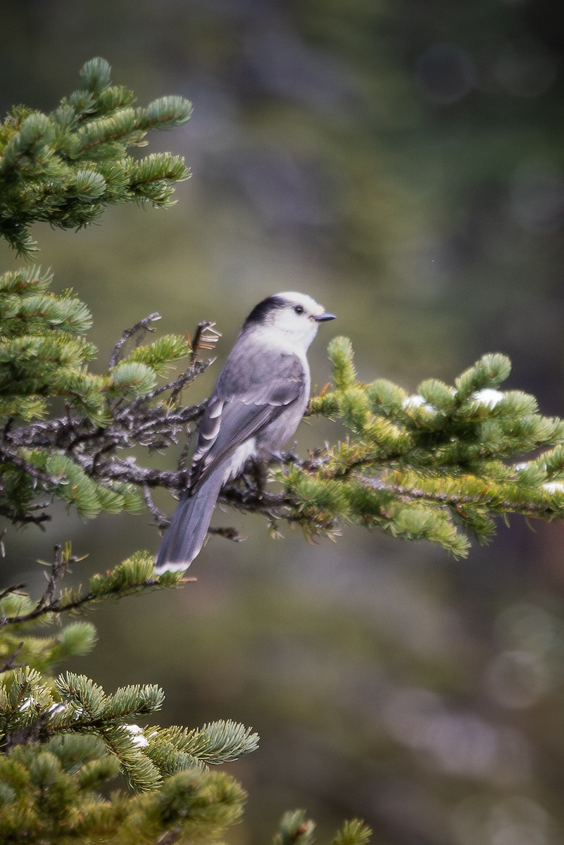 Canada Jay - ML625586746