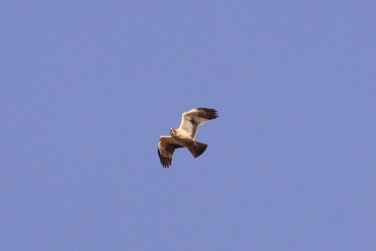 Booted Eagle - ML625586759