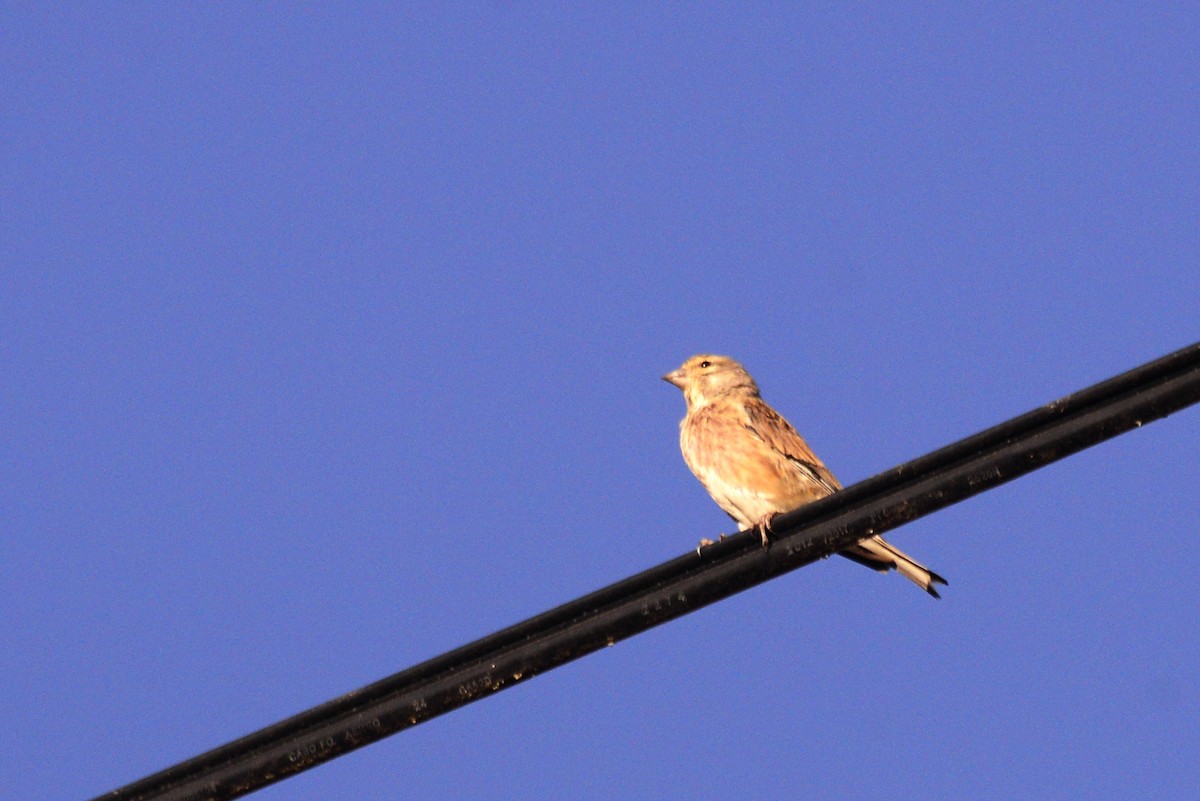 Eurasian Linnet - ML625586768