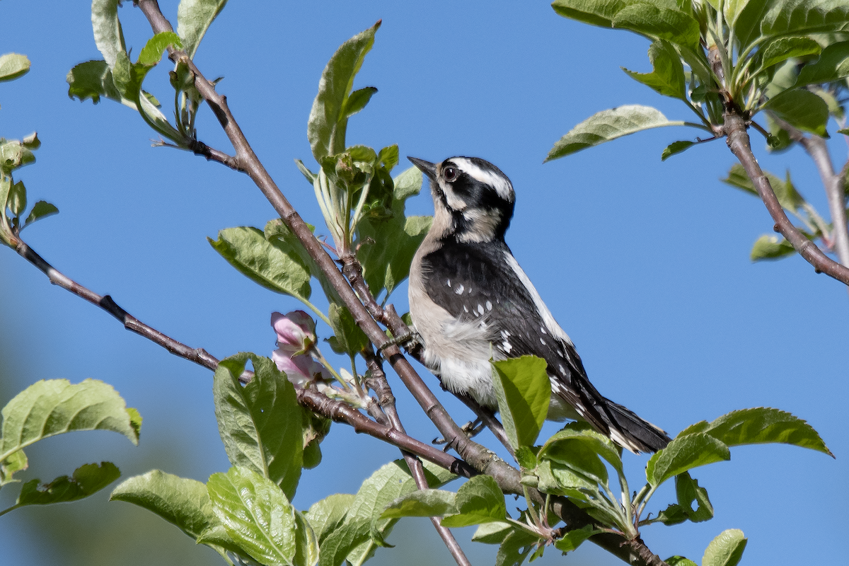 Downy Woodpecker - ML625586872