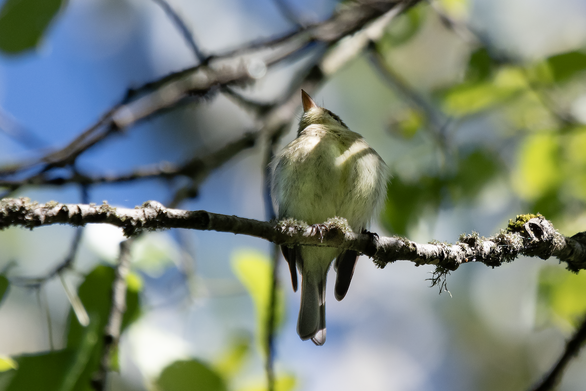 Western Flycatcher - ML625586915