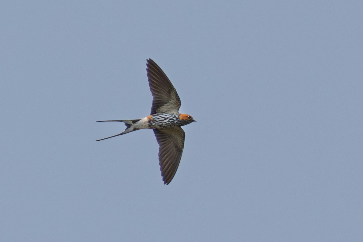 Lesser Striped Swallow - ML625586988