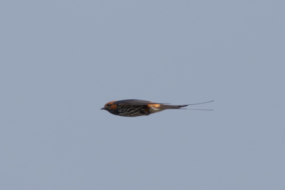 Lesser Striped Swallow - ML625586989