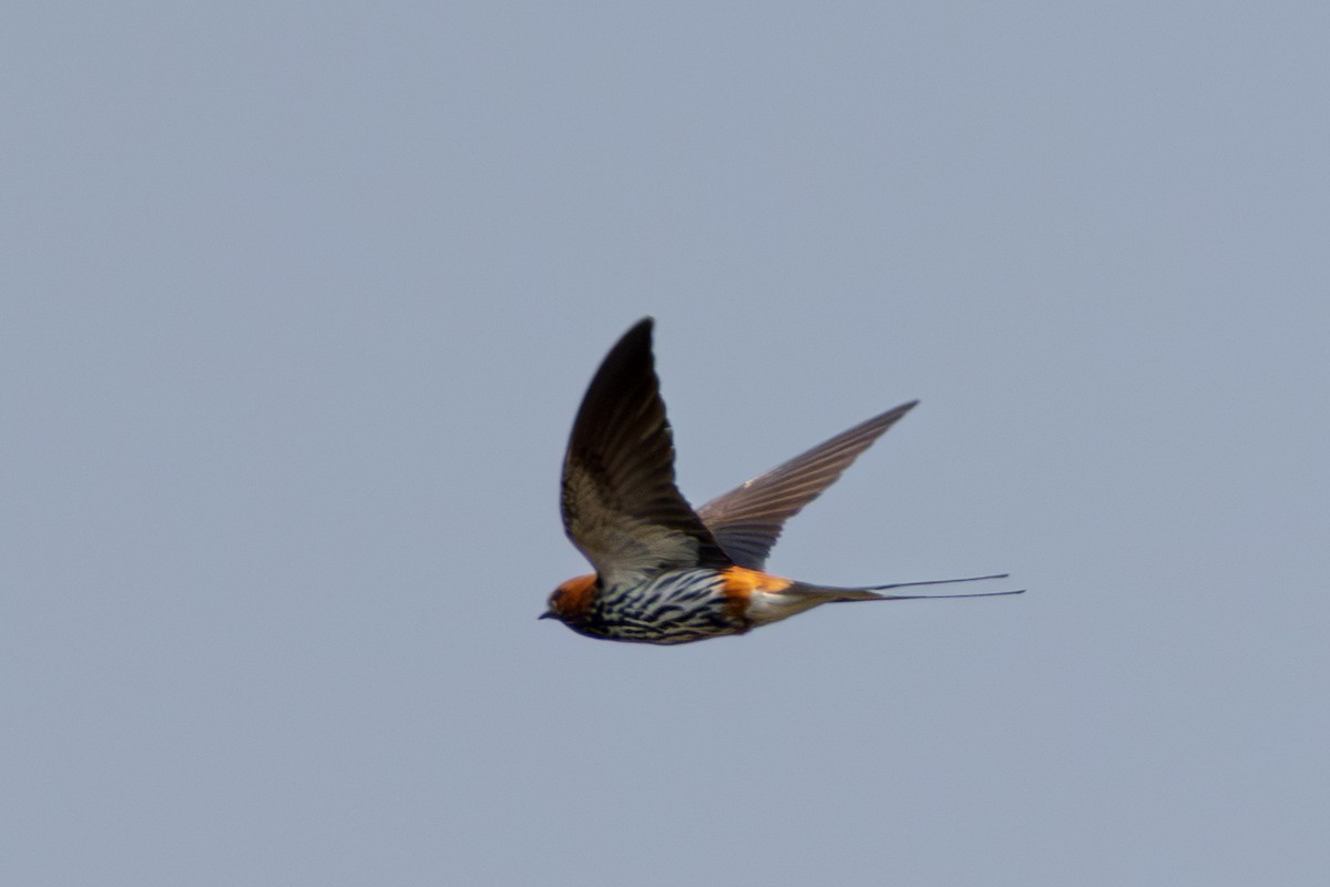 Lesser Striped Swallow - ML625586990