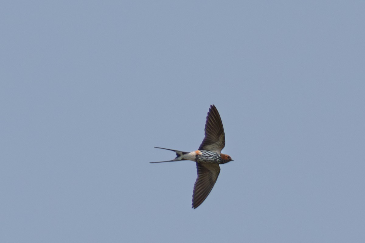 Lesser Striped Swallow - ML625586991