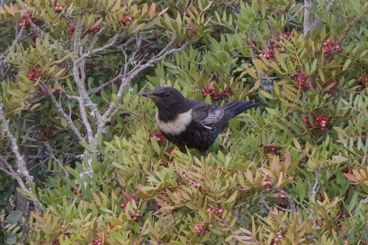 Ring Ouzel - ML625587085