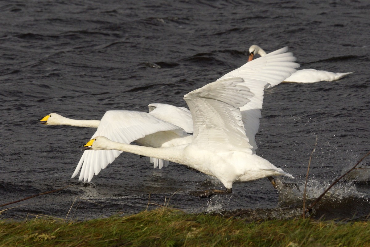 Whooper Swan - Mike Pennington