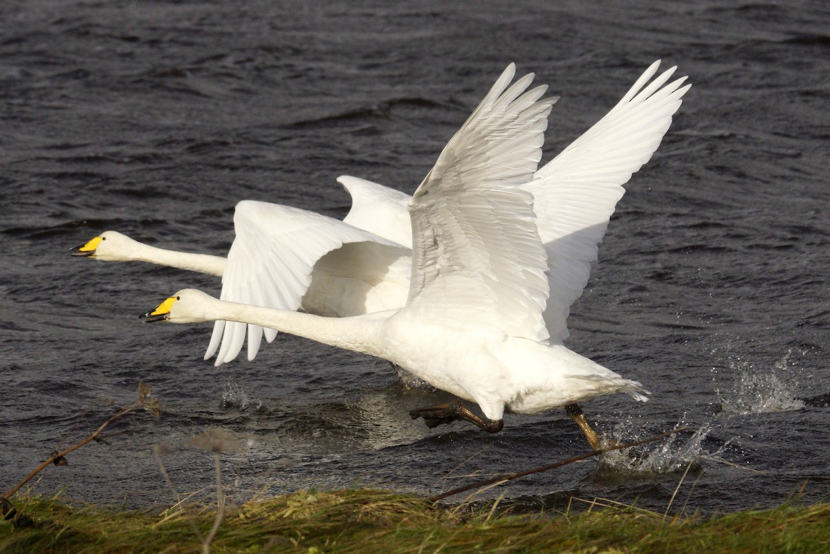 Whooper Swan - Mike Pennington