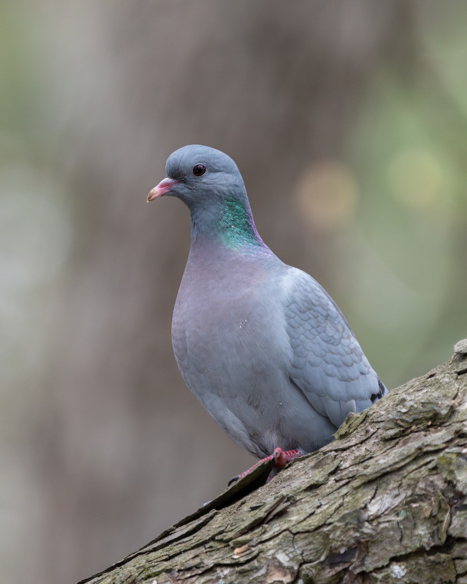 Stock Dove - ML625587167