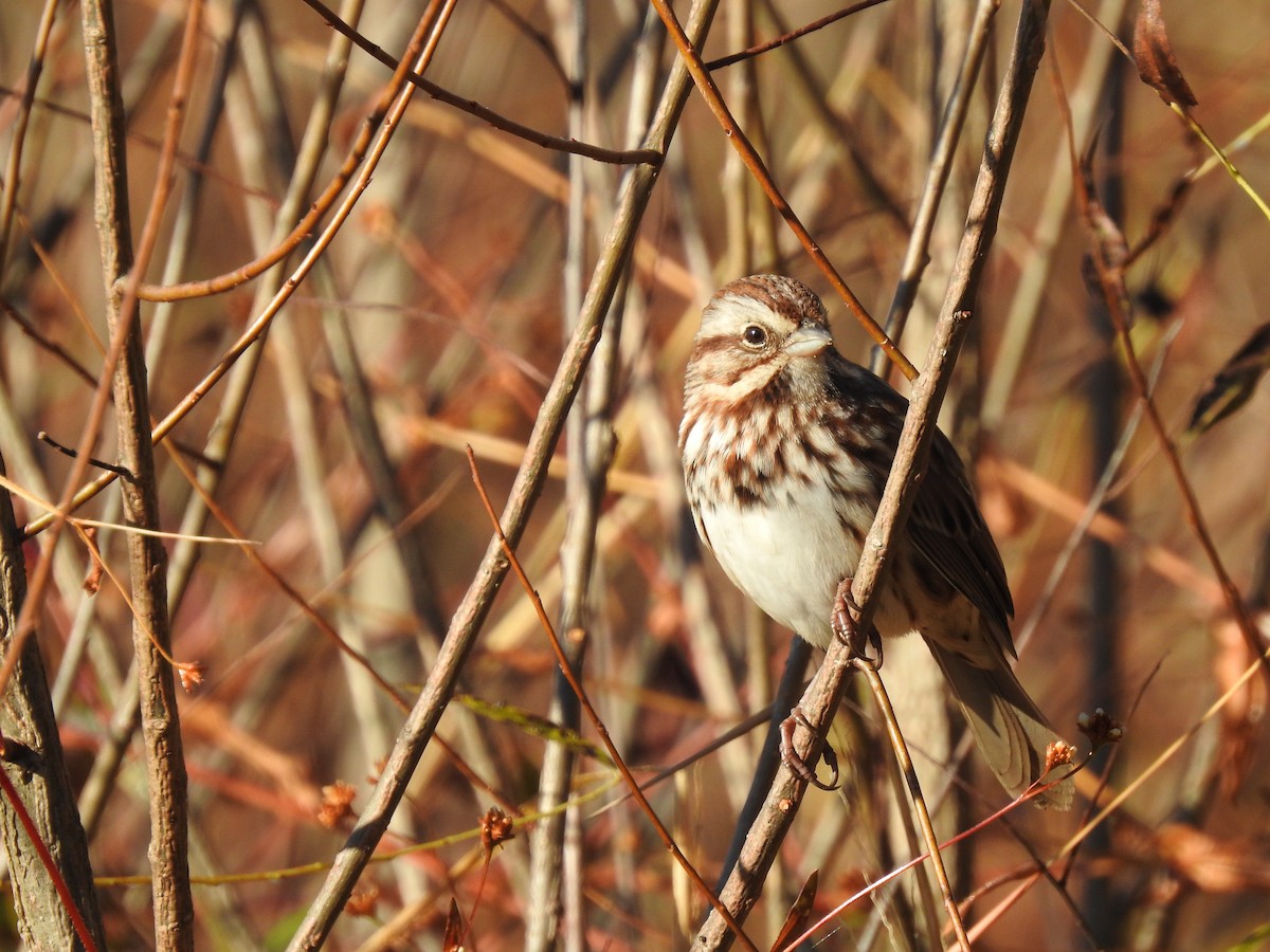 Song Sparrow - Caleb Morillo