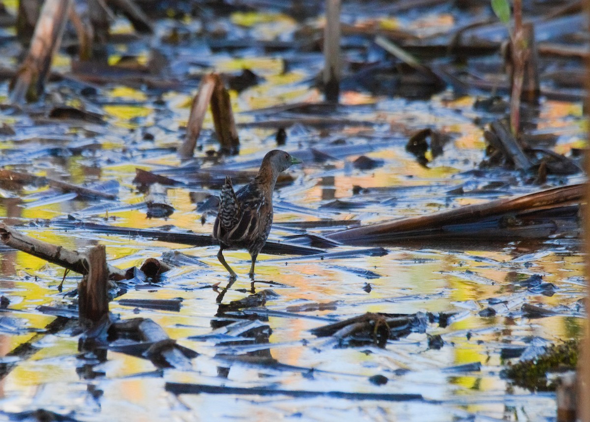 Baillon's Crake - ML625587249