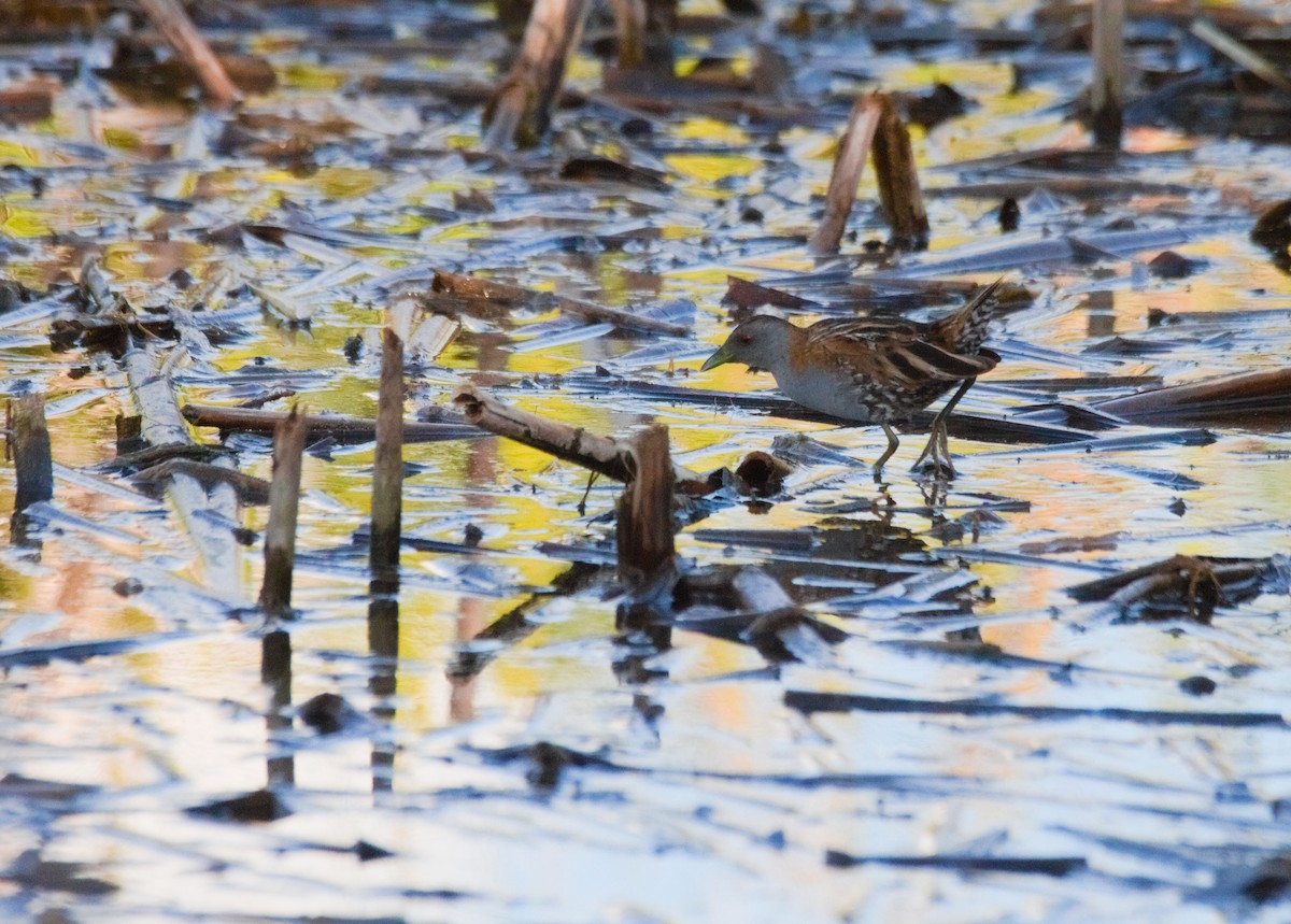 Baillon's Crake - ML625587250