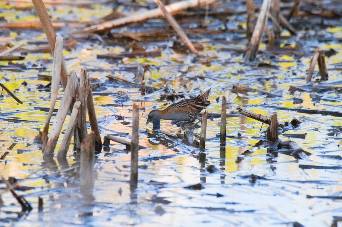 Baillon's Crake - ML625587252