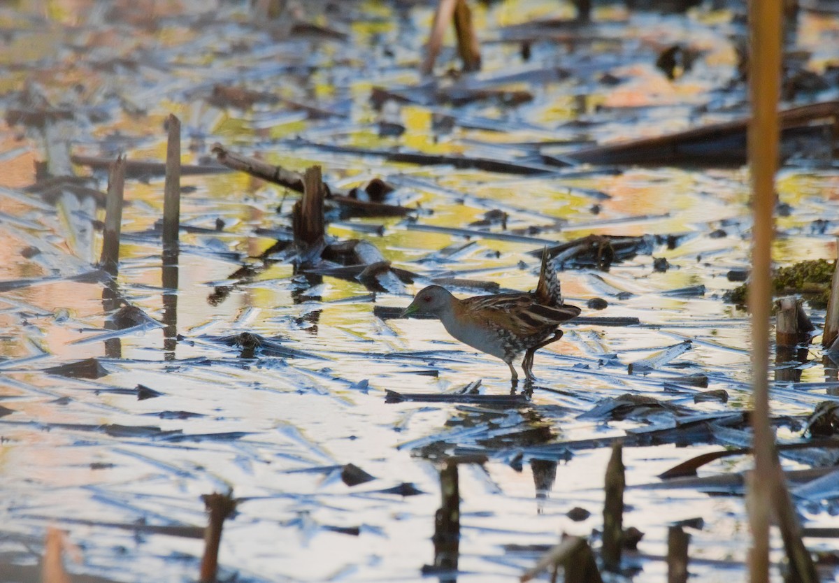 Baillon's Crake - ML625587255