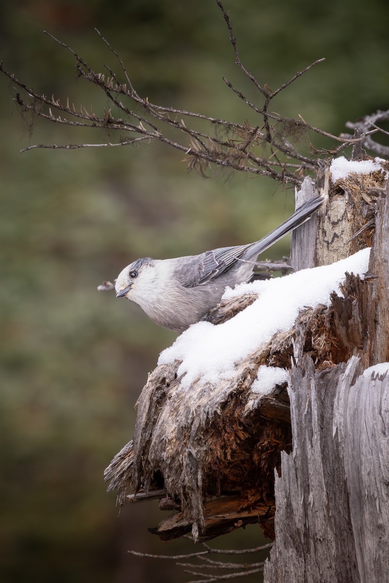 Canada Jay - ML625587336