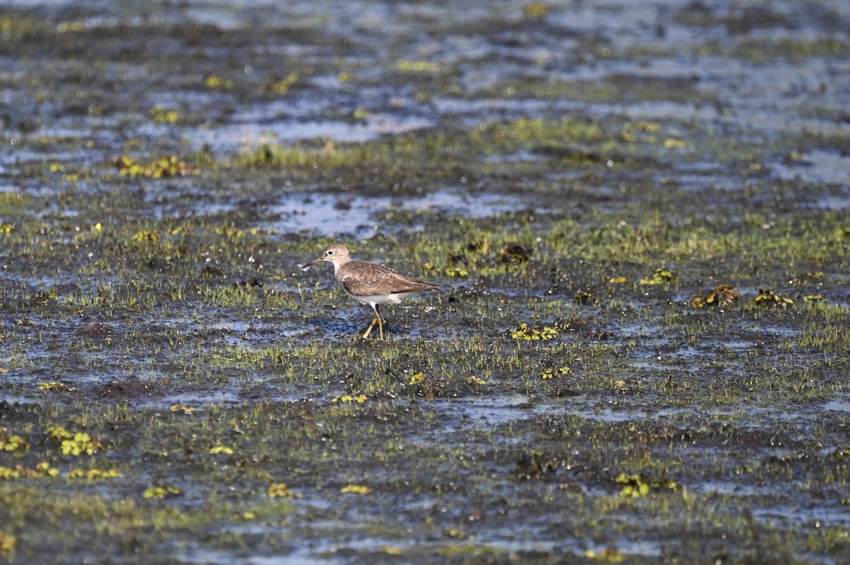 Solitary Sandpiper - ML625587418