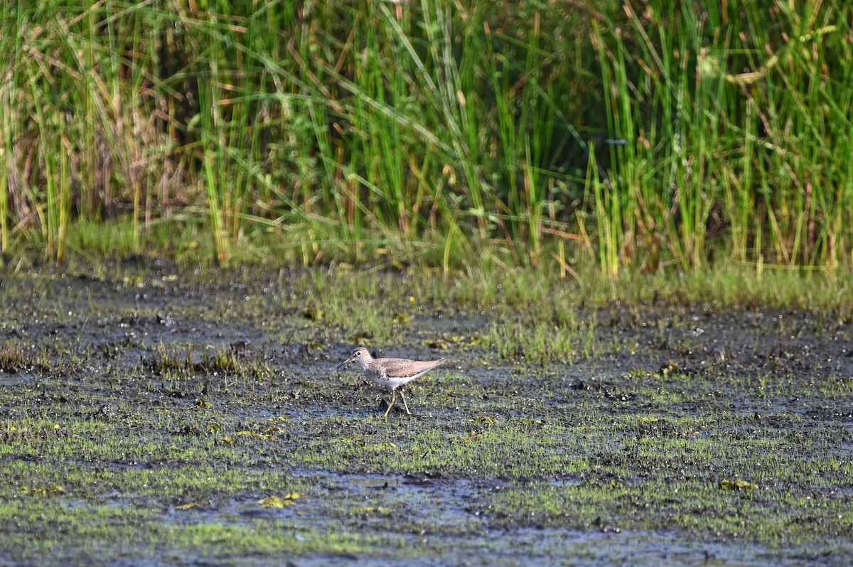 Solitary Sandpiper - ML625587419