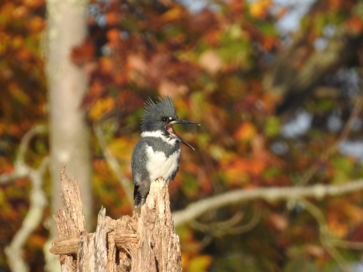 Belted Kingfisher - Caleb Morillo