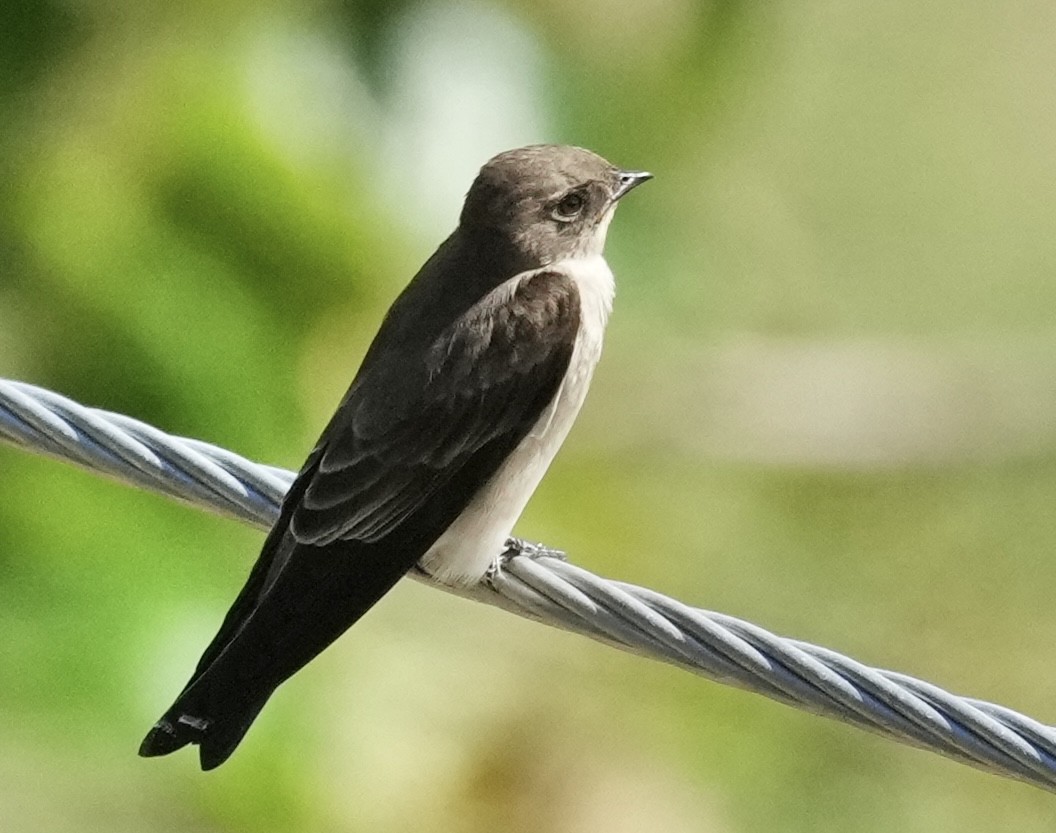 Northern Rough-winged Swallow - ML625587614