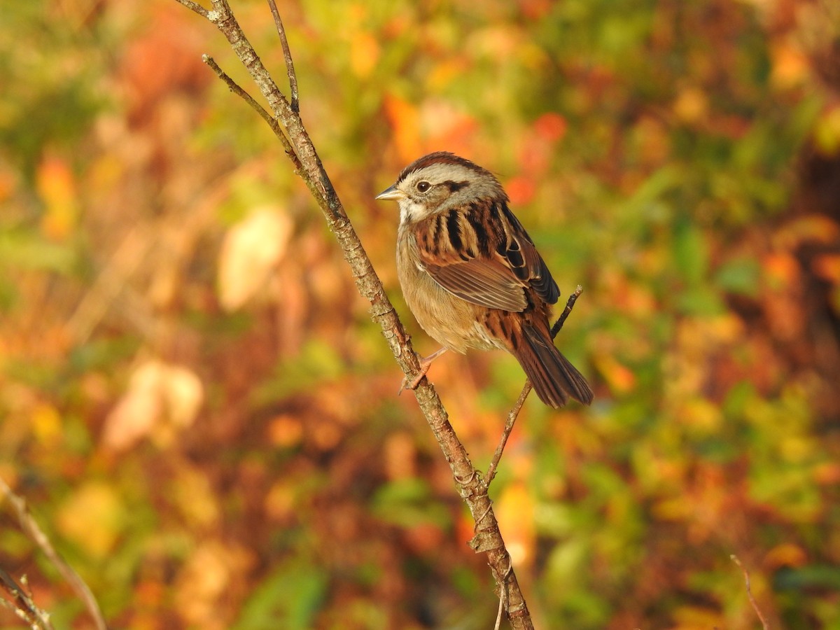 Swamp Sparrow - Caleb Morillo