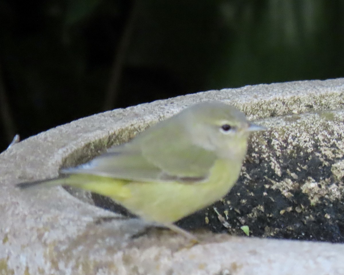 Orange-crowned Warbler - ML625587635