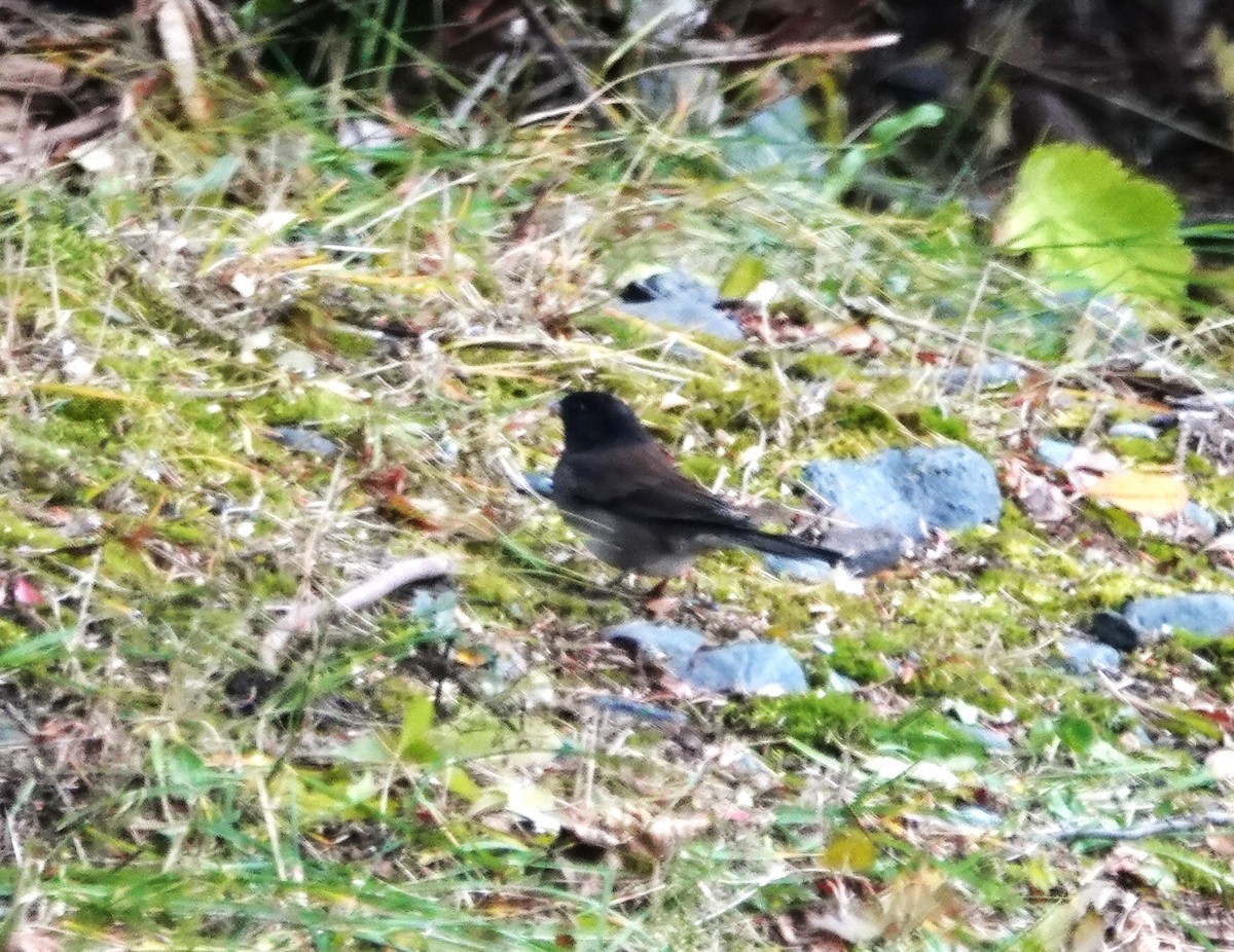 Dark-eyed Junco (Oregon) - ML625587677