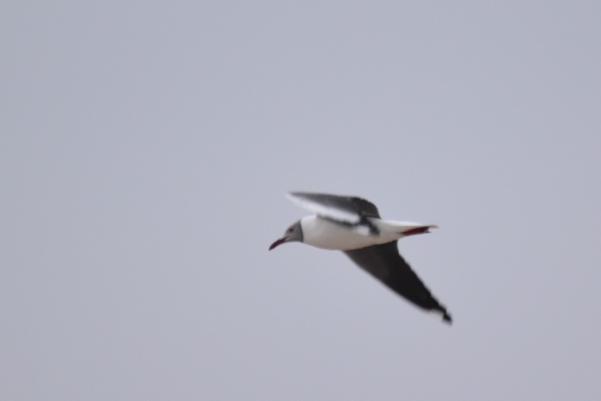 Gray-hooded Gull - ML625587751