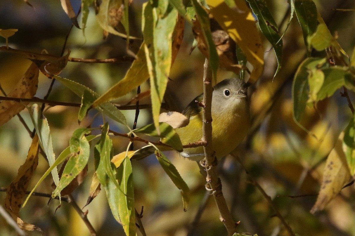 Nashville Warbler - ML625587776