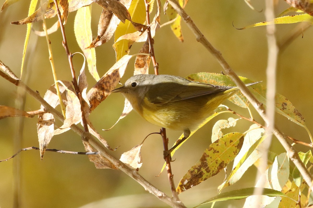 Nashville Warbler - ML625587781