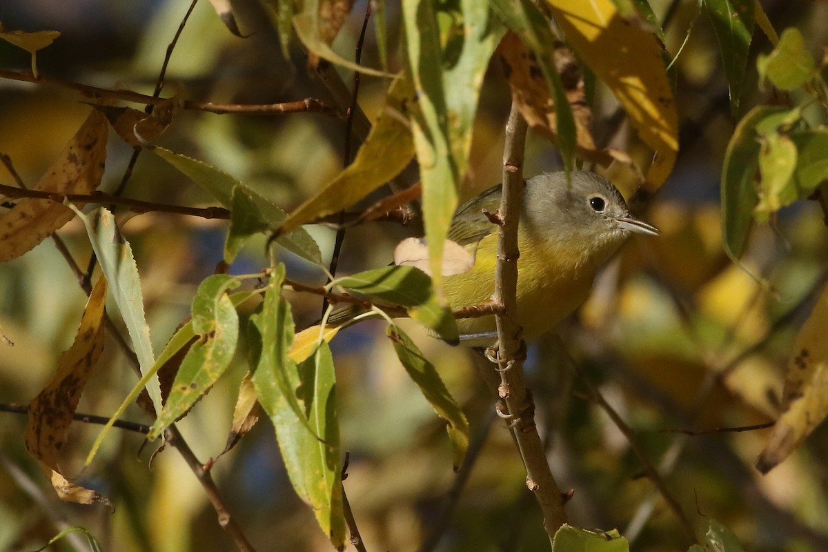 Nashville Warbler - ML625587783