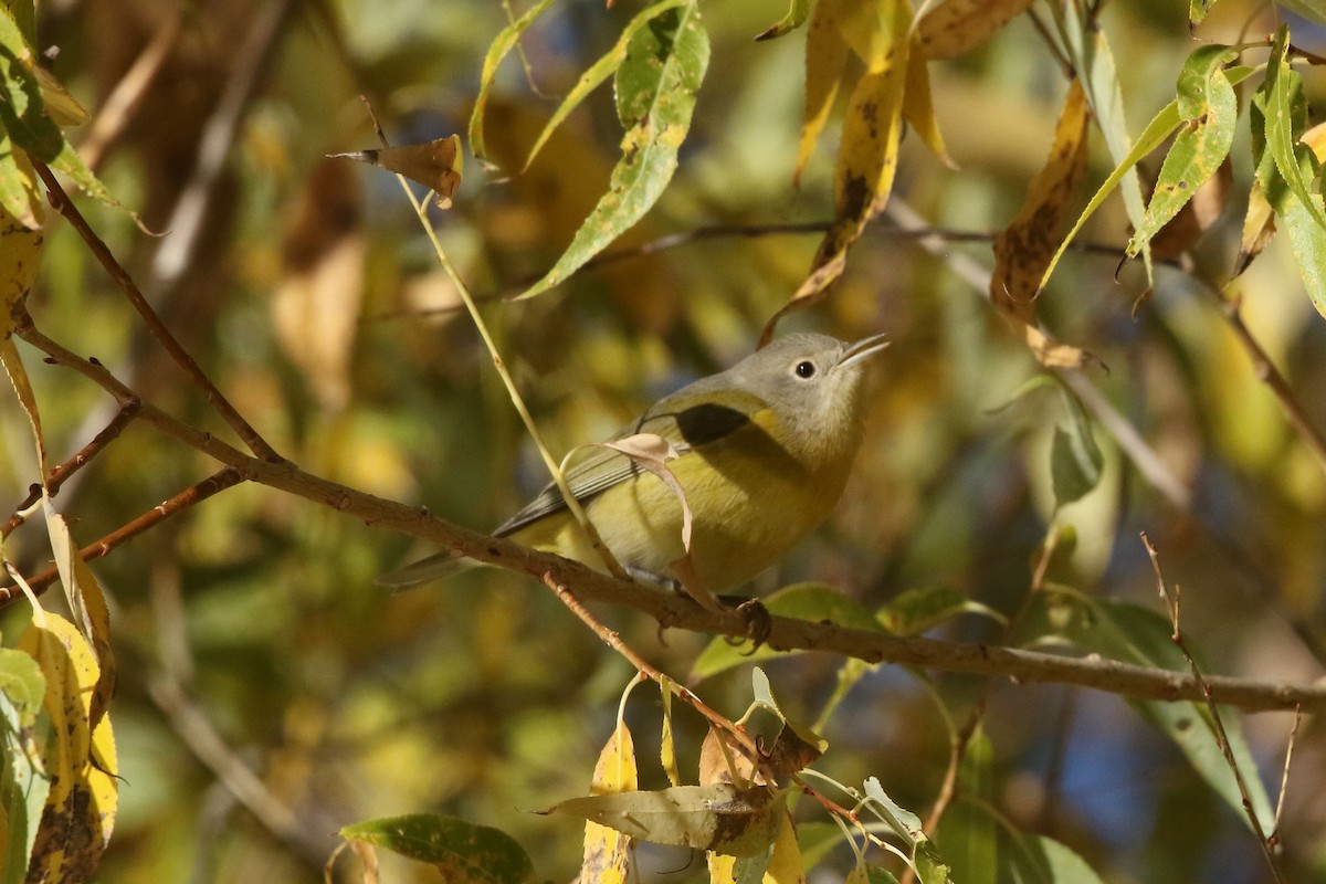 Nashville Warbler - ML625587786