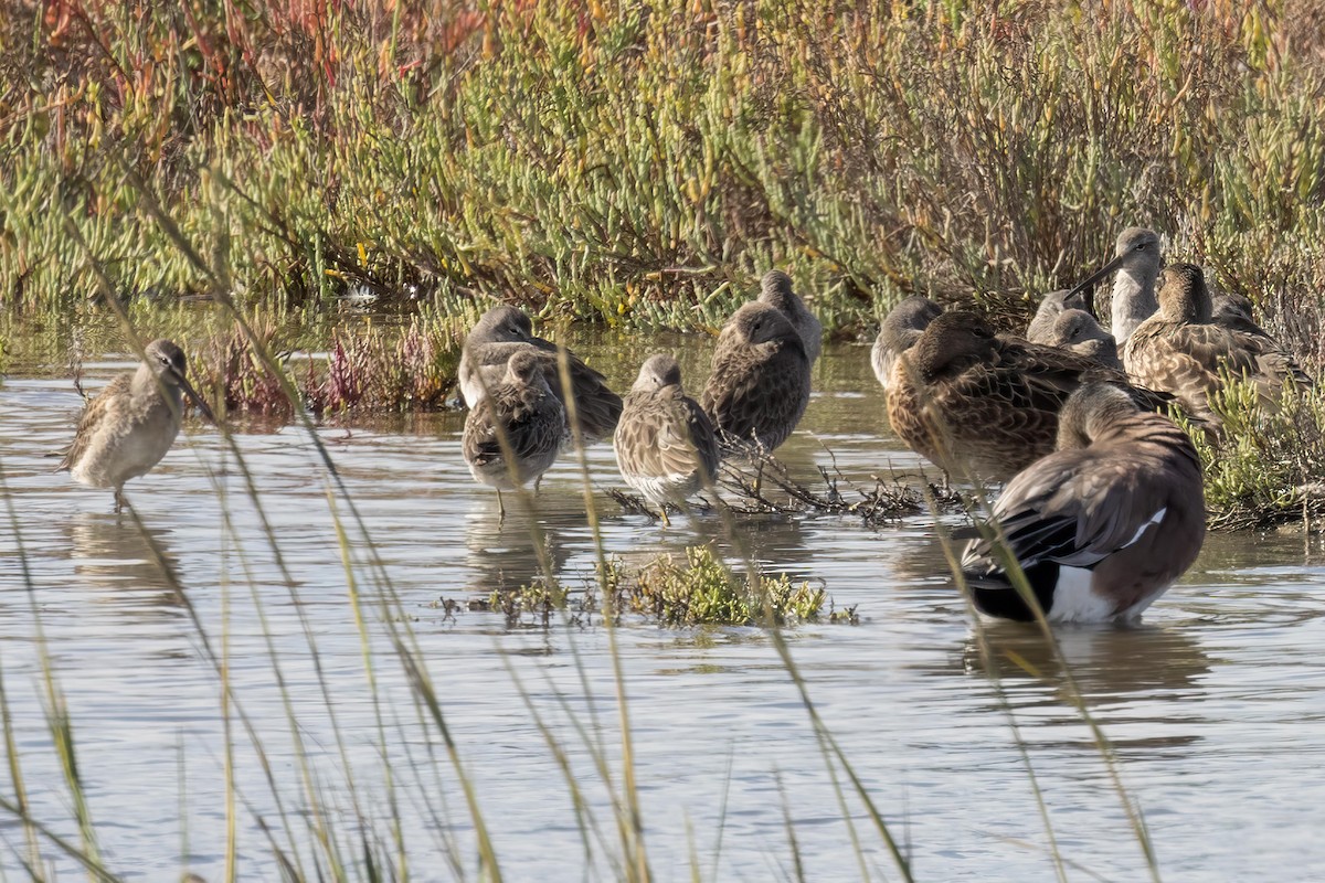 Short-billed Dowitcher - ML625587799