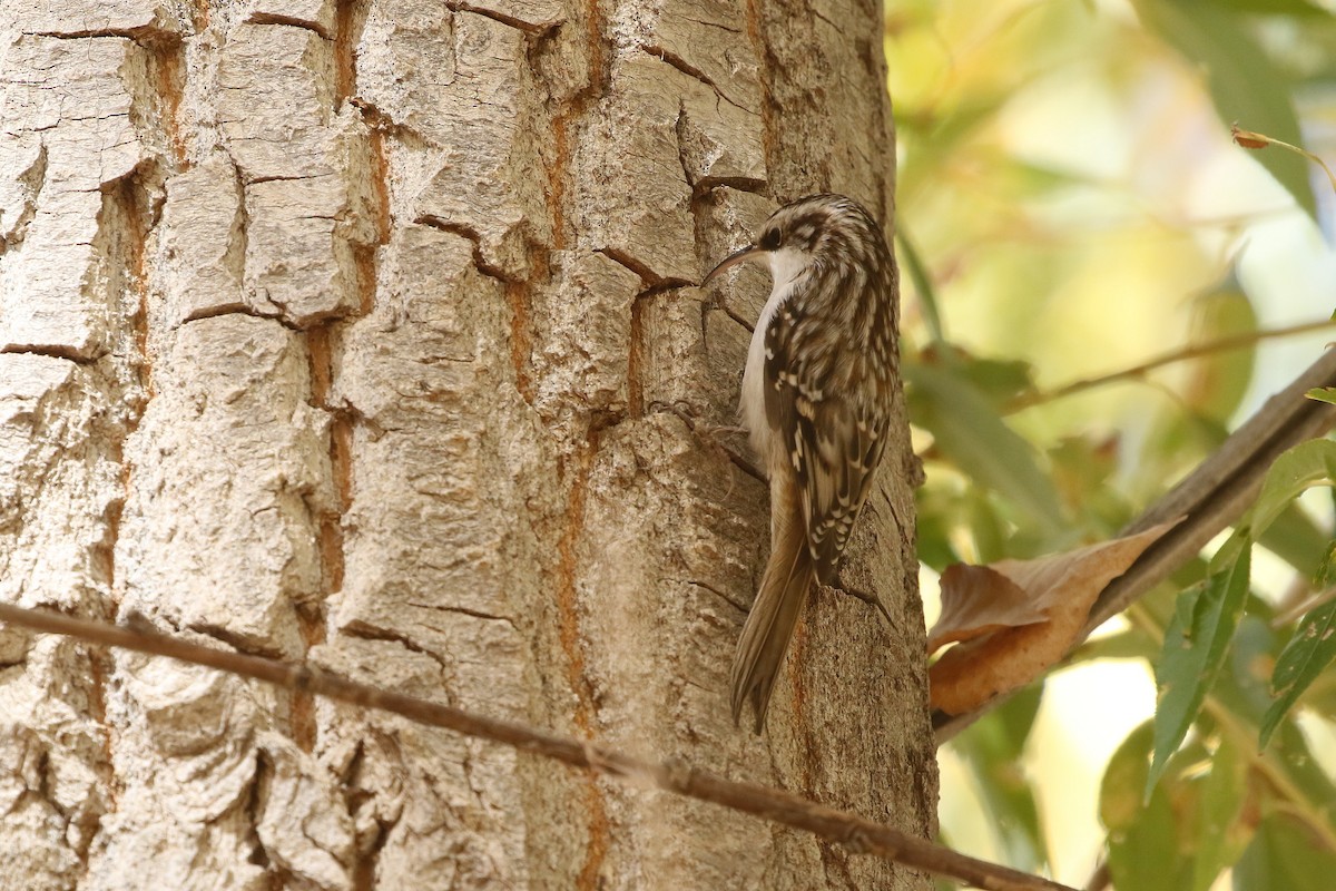 Brown Creeper - ML625587815