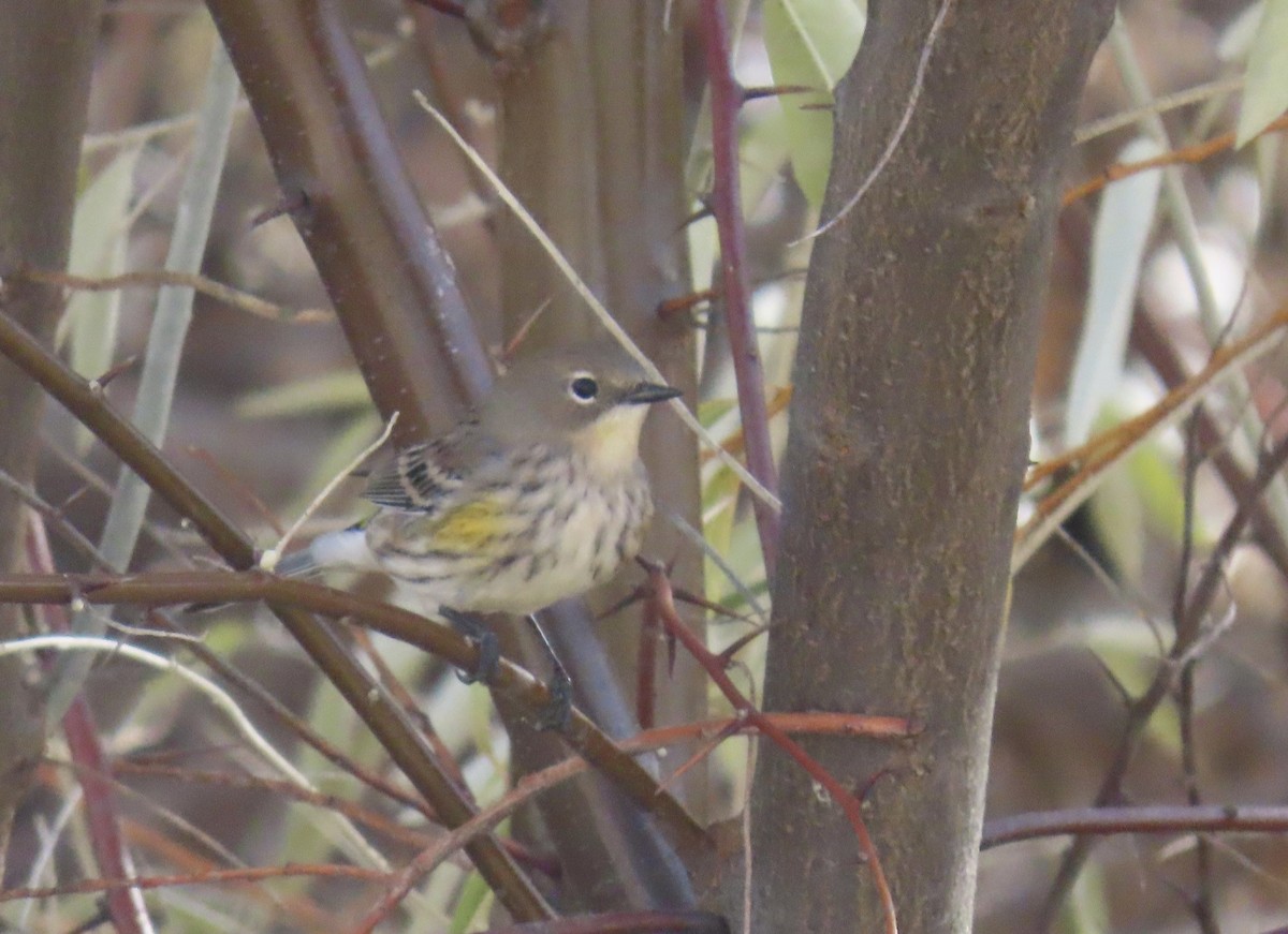 Yellow-rumped Warbler - fran rulon-miller