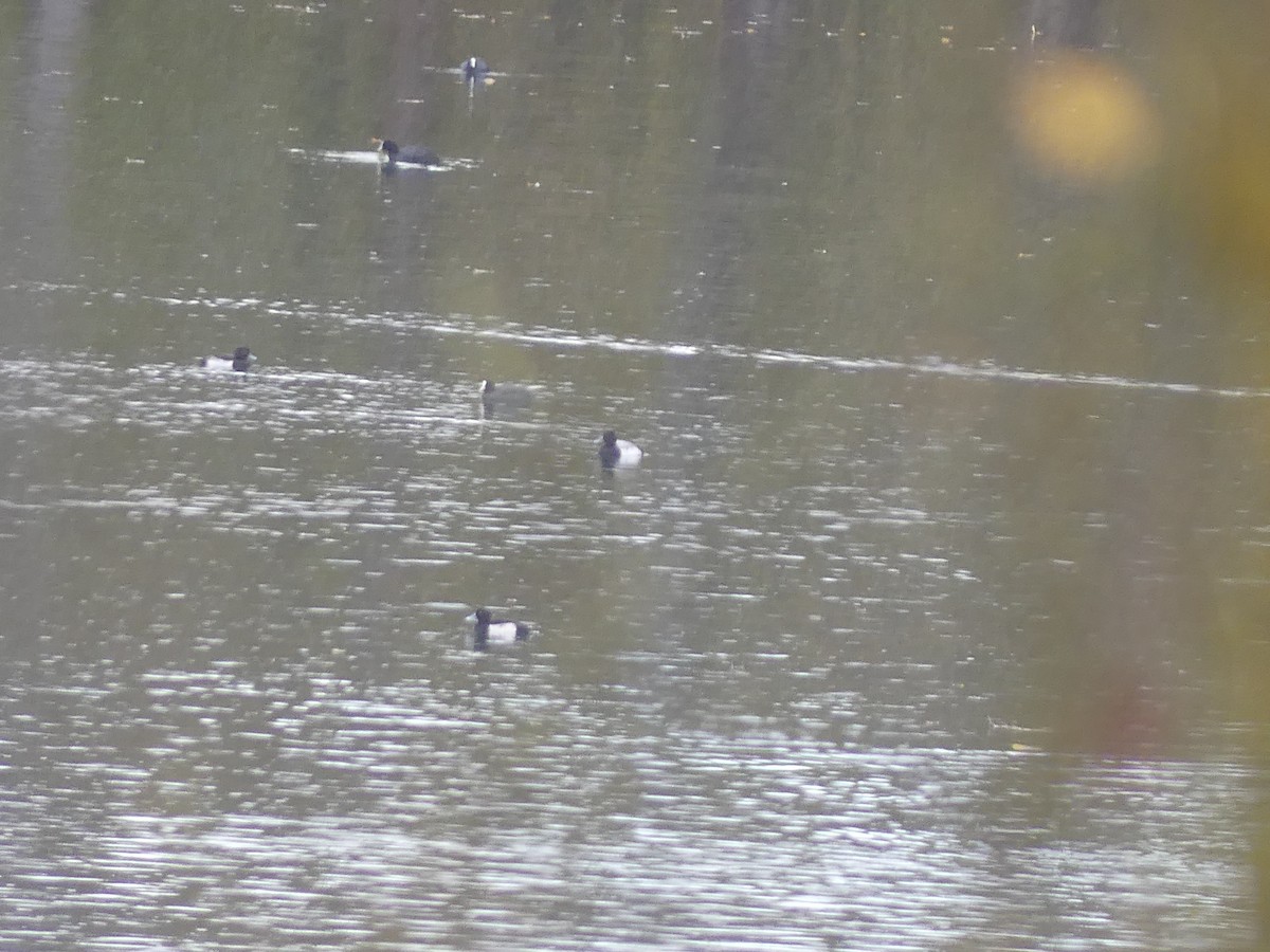 Lesser Scaup - ML625587995