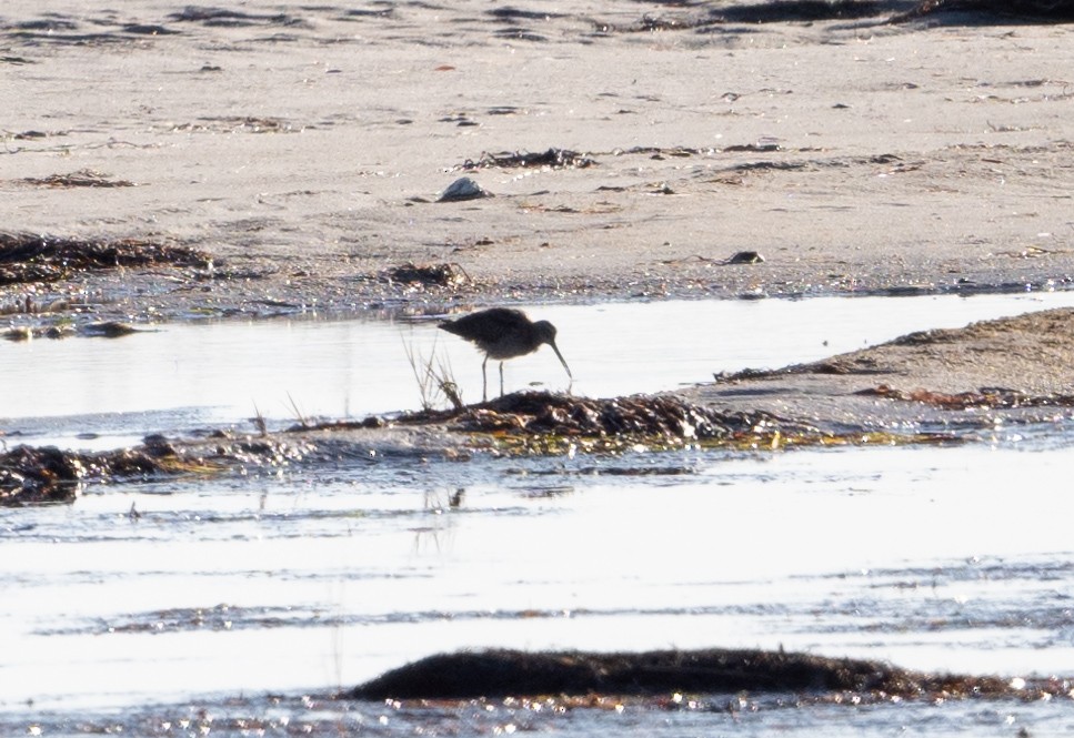 Short-billed Dowitcher - ML625588070