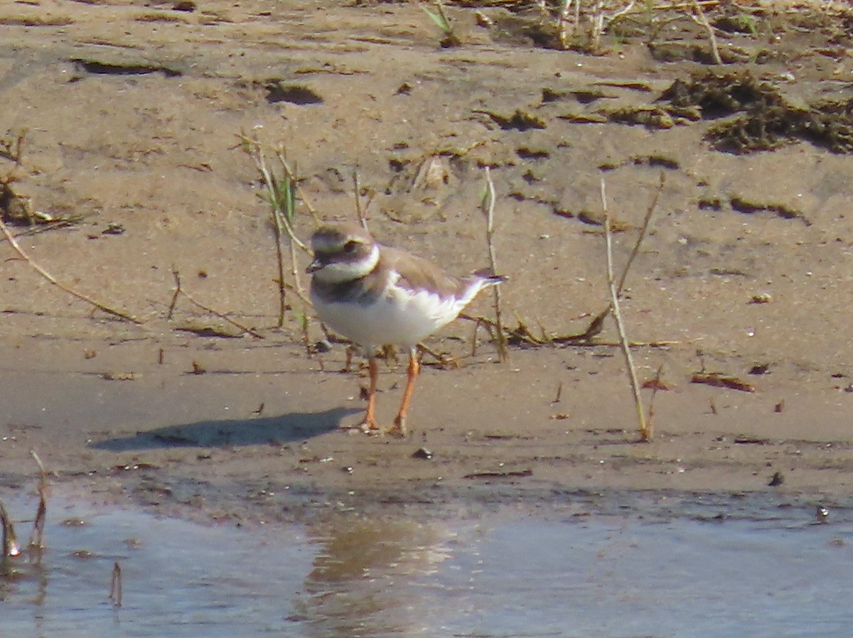 Common Ringed Plover - ML625588116