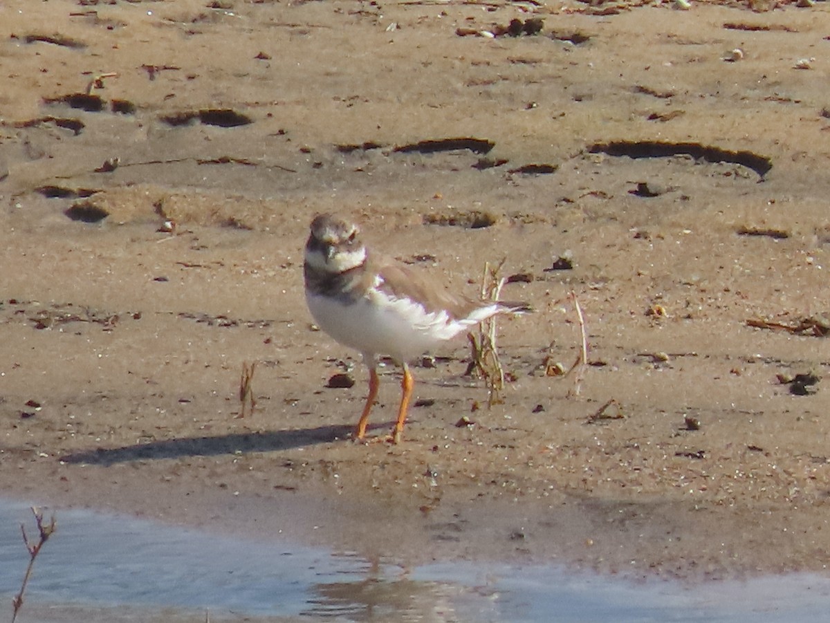 Common Ringed Plover - ML625588120