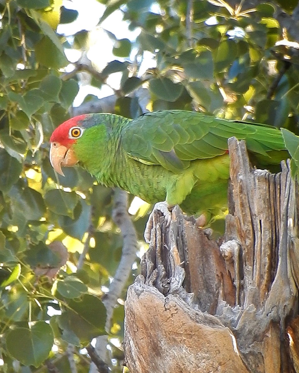 Red-crowned Amazon - ML625588319